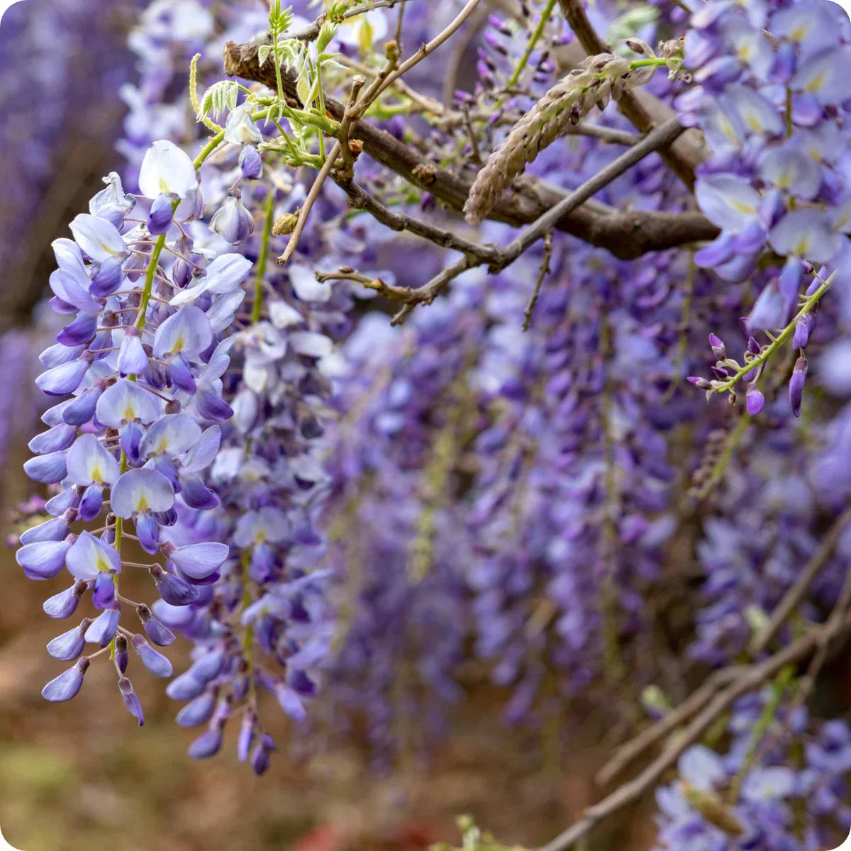 Violet Wisteria Flower seeds for Planting - Vibrant Colors, Heirloom & GMO Free Seeds for Home Garden