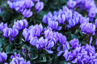 Cyclamen Blue Flower Seeds for Planting - Stunning Perennial Blooms