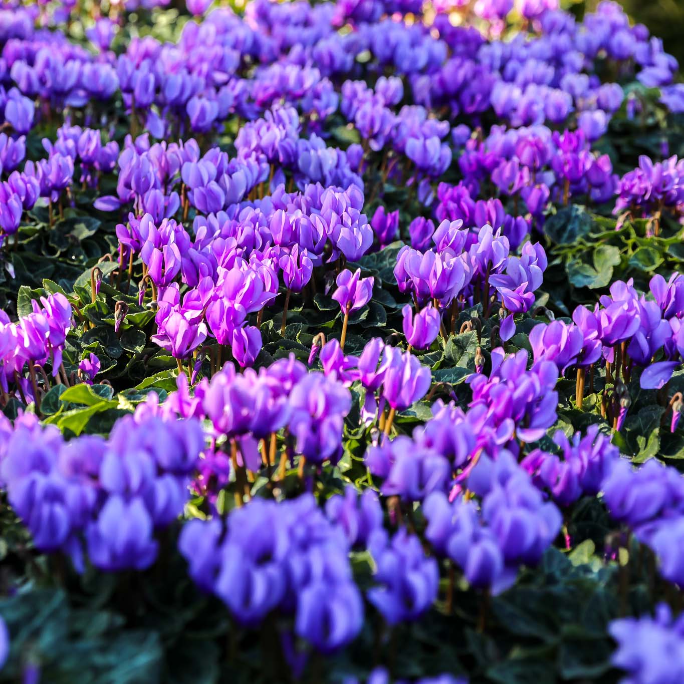 Cyclamen Blue Flower Seeds for Planting - Stunning Perennial Blooms