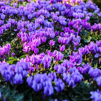 Cyclamen Blue Flower Seeds for Planting - Stunning Perennial Blooms