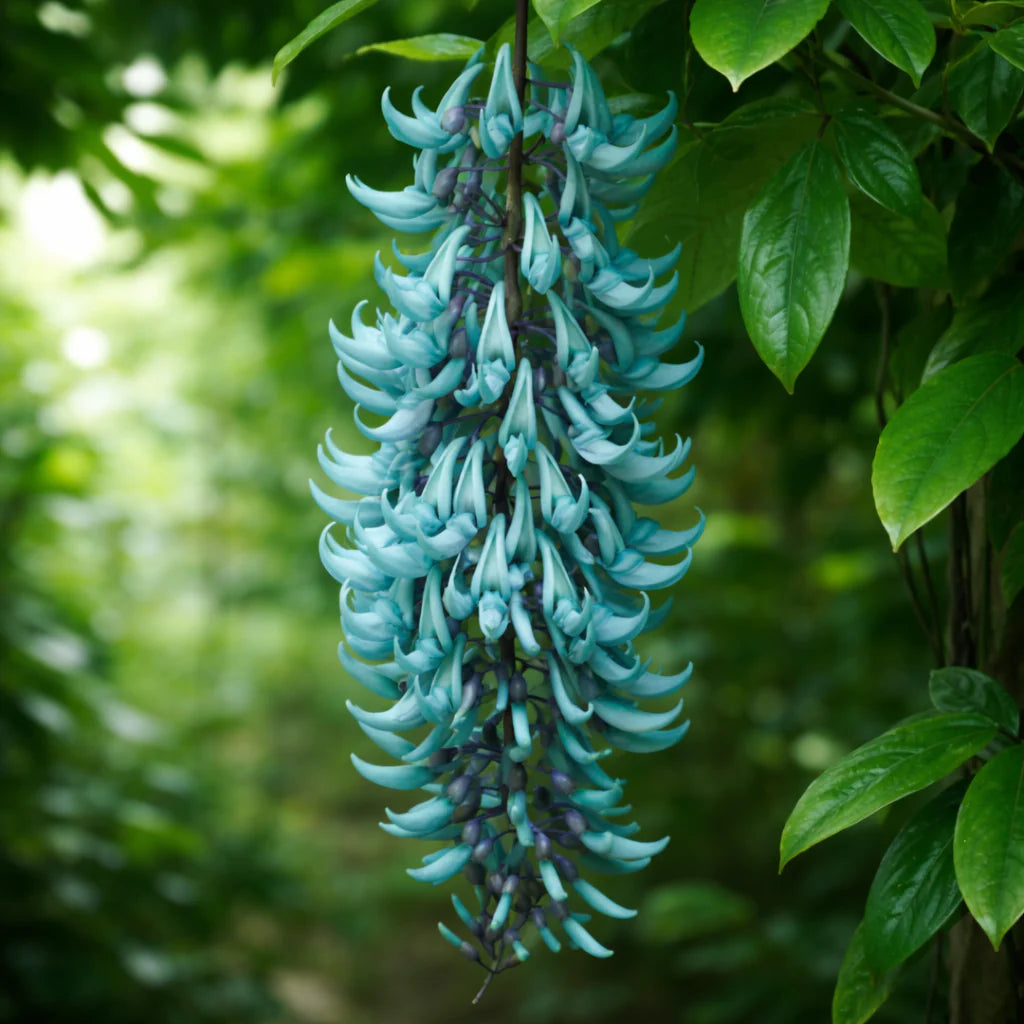 Green Jade Flower seeds for Planting - Cottage Garden Essential, Heirloom & GMO Free Seeds for Home Garden