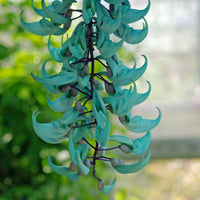 Sky Blue Endangered Jade Flower seeds for Planting Long Bloom Season Heirloom & GMO Free Seeds for Home Garden
 
 Sale