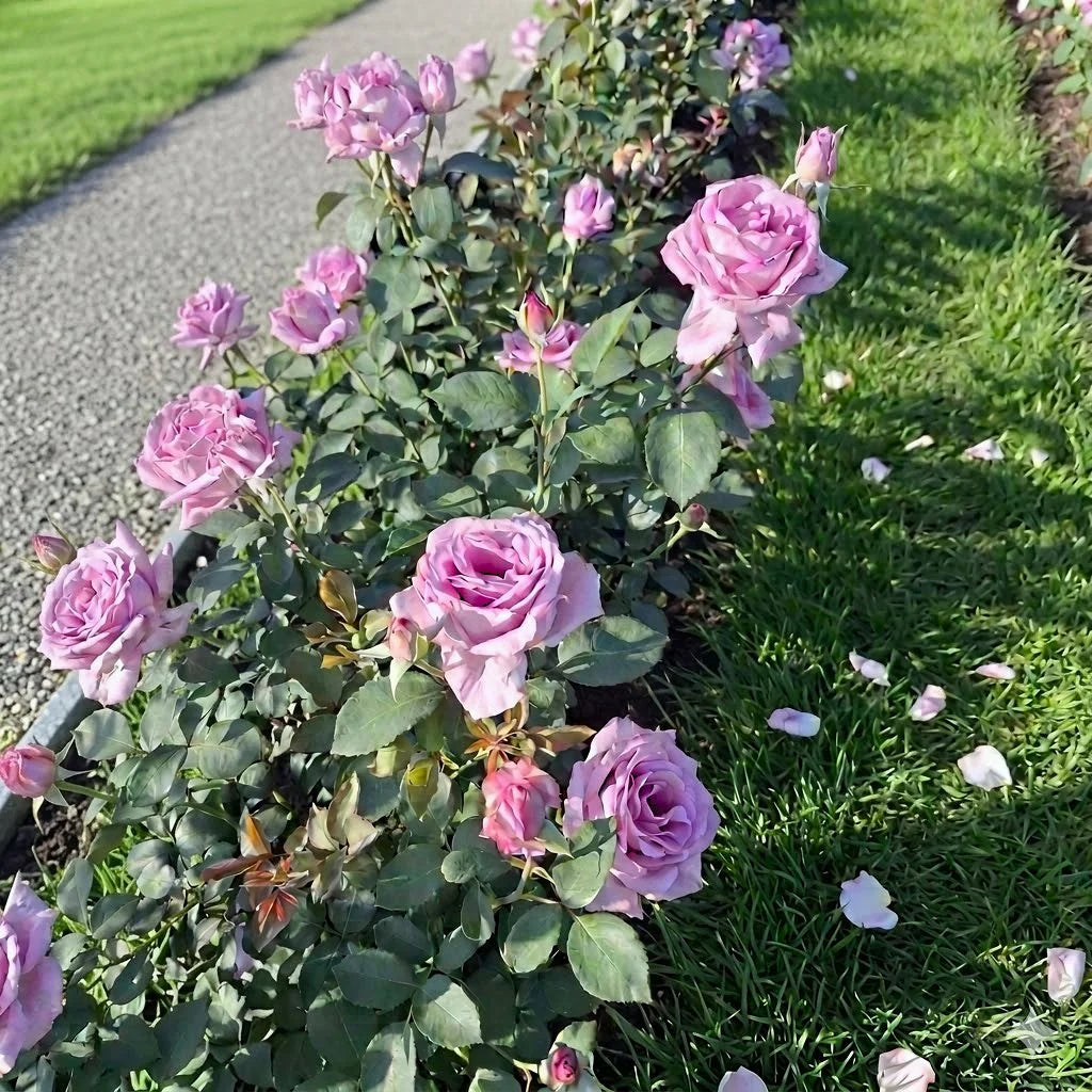 Pink Purple Climbing Rose Flower seeds for Planting - Garden Favorite, Heirloom & GMO Free Seeds for Home Garden