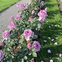 Pink Purple Climbing Rose Flower seeds for Planting - Garden Favorite, Heirloom & GMO Free Seeds for Home Garden