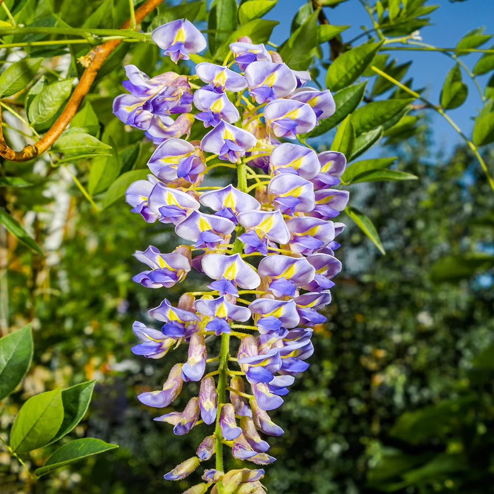 Blue Wisteria Flower seeds for Planting Seasonal Bloomer Heirloom & GMO Free Seeds for Home Garden