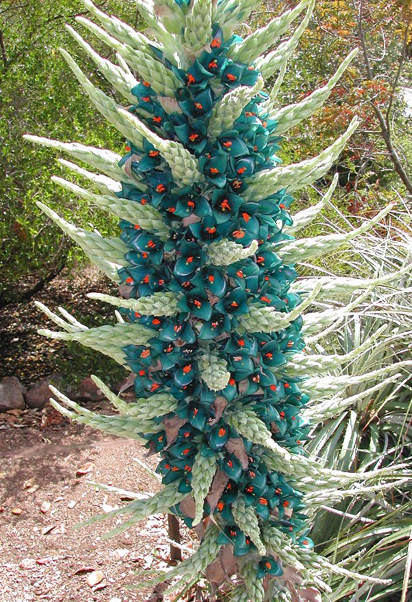 Green Blue Puya Flower seeds for Planting - Bright Blooms, Heirloom & GMO Free Seeds for Home Garden