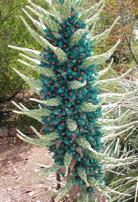 Green Blue Puya Flower seeds for Planting - Bright Blooms, Heirloom & GMO Free Seeds for Home Garden