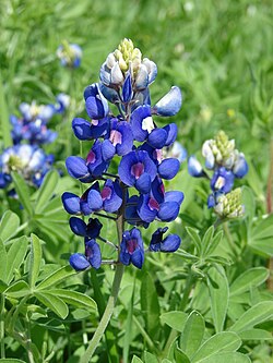 Texas Bluebonnet Flower Seeds for Planting  Vibrant Blue Blooms for Your Garden