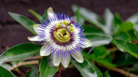 Stunning Blue Flower Seeds For Planting
