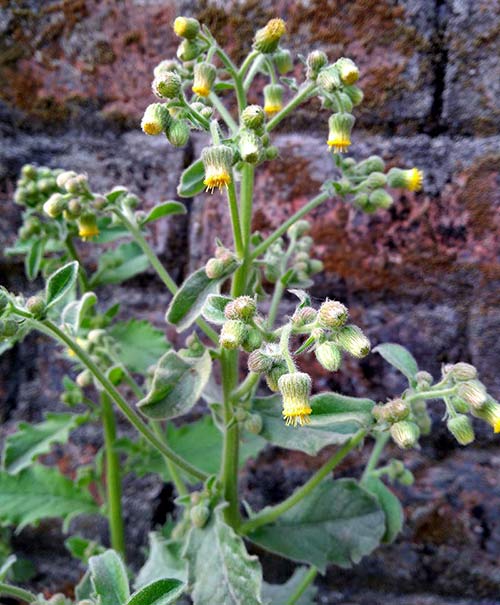Blumea Flower seeds for Planting - Seasonal Bloomer, Heirloom & GMO Free Seeds for Home Garden