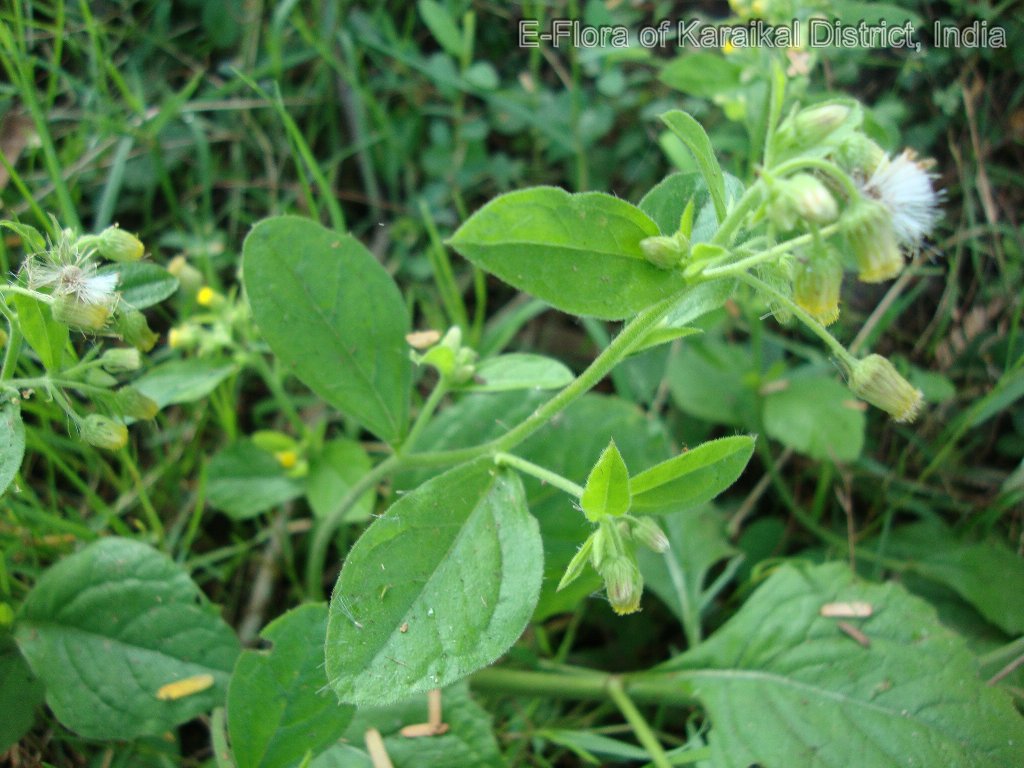 Blumea Flower seeds for Planting - Seasonal Bloomer, Heirloom & GMO Free Seeds for Home Garden