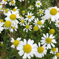 White German Fragrant Flower seeds for Planting - Seasonal Bloomer, Heirloom & GMO Free Seeds for Home Garden