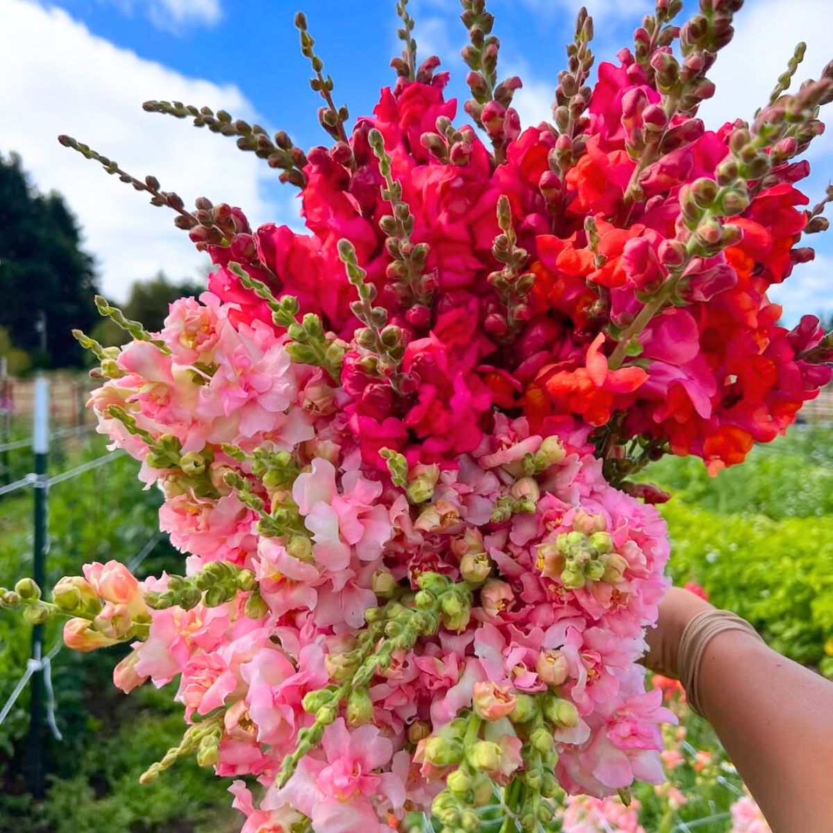 Snapdragon Flower seeds for Planting - Bright Blooms, Heirloom & GMO Free Seeds for Home Garden