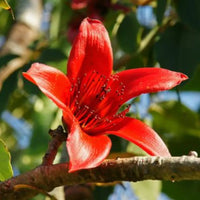 Red Cotton Tree Seeds (Bombax ceiba) – Unique, Tropical Red Flowering Tree for Landscaping
