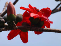 Bombax Ceiba Flower seeds for Planting Perfect for Borders Heirloom & GMO Free Seeds for Home Garden