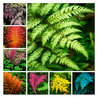 Mixed Color Fern Pteridophyta Flower Seeds for Planting heirloom & Non GMO Seeds Sun Loving 
 
 Sale