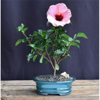 Hibiscus Bonsai Flower seeds for Planting Perfect for Borders Heirloom & GMO Free Seeds for Home Garden