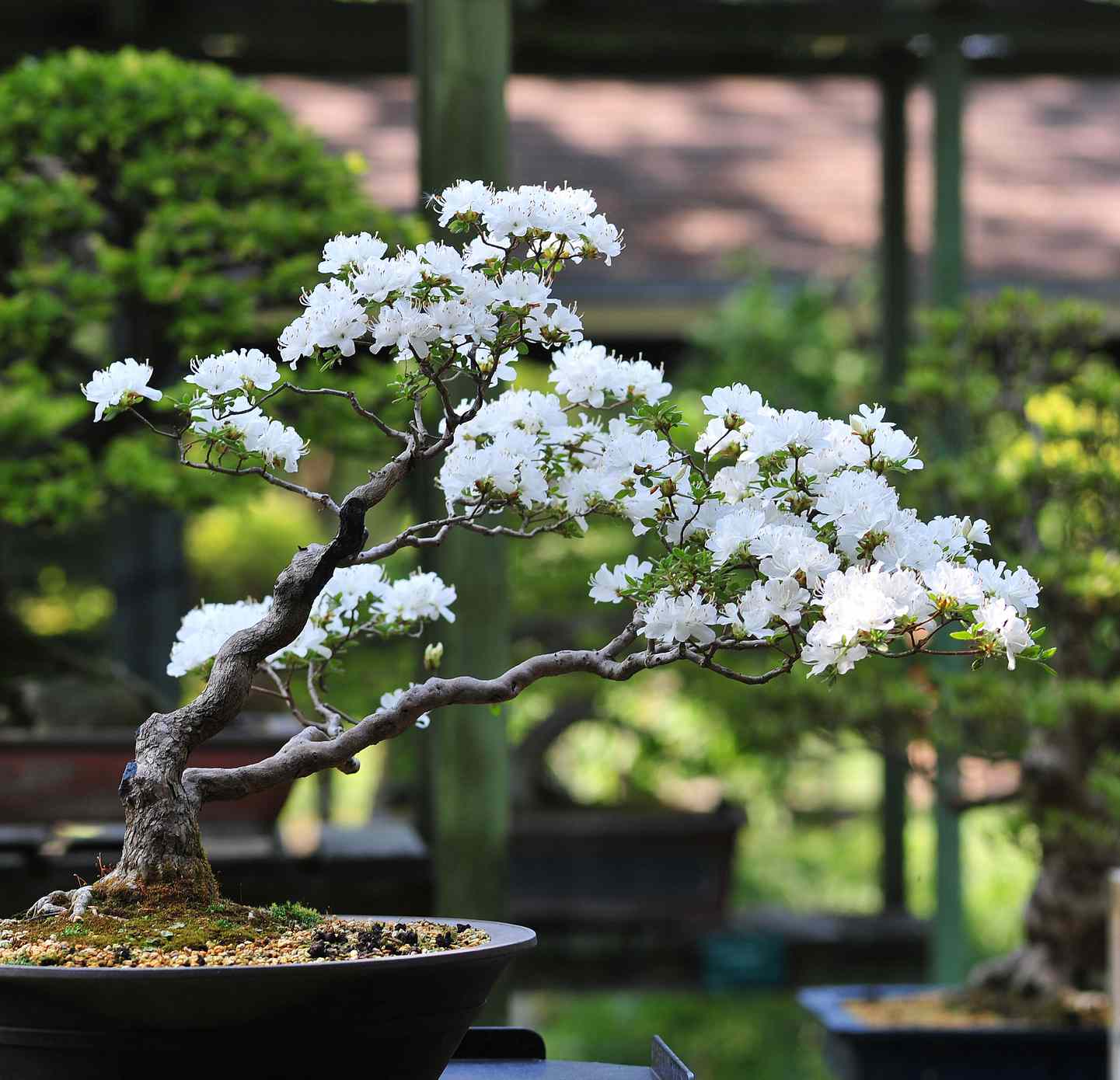White Simsii Bonsai Flower seeds for Planting Drought Tolerant Heirloom & GMO Free Seeds for Home Garden
