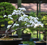 White Simsii Bonsai Flower seeds for Planting Drought Tolerant Heirloom & GMO Free Seeds for Home Garden