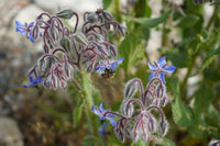 Borago Officinalis Flower seeds for Planting Vibrant Colors Heirloom & GMO Free Seeds for Home Garden