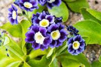 Blue Primula Auricula Flower seeds for Planting - Colorful Display, Heirloom & GMO Free Seeds for Home Garden
