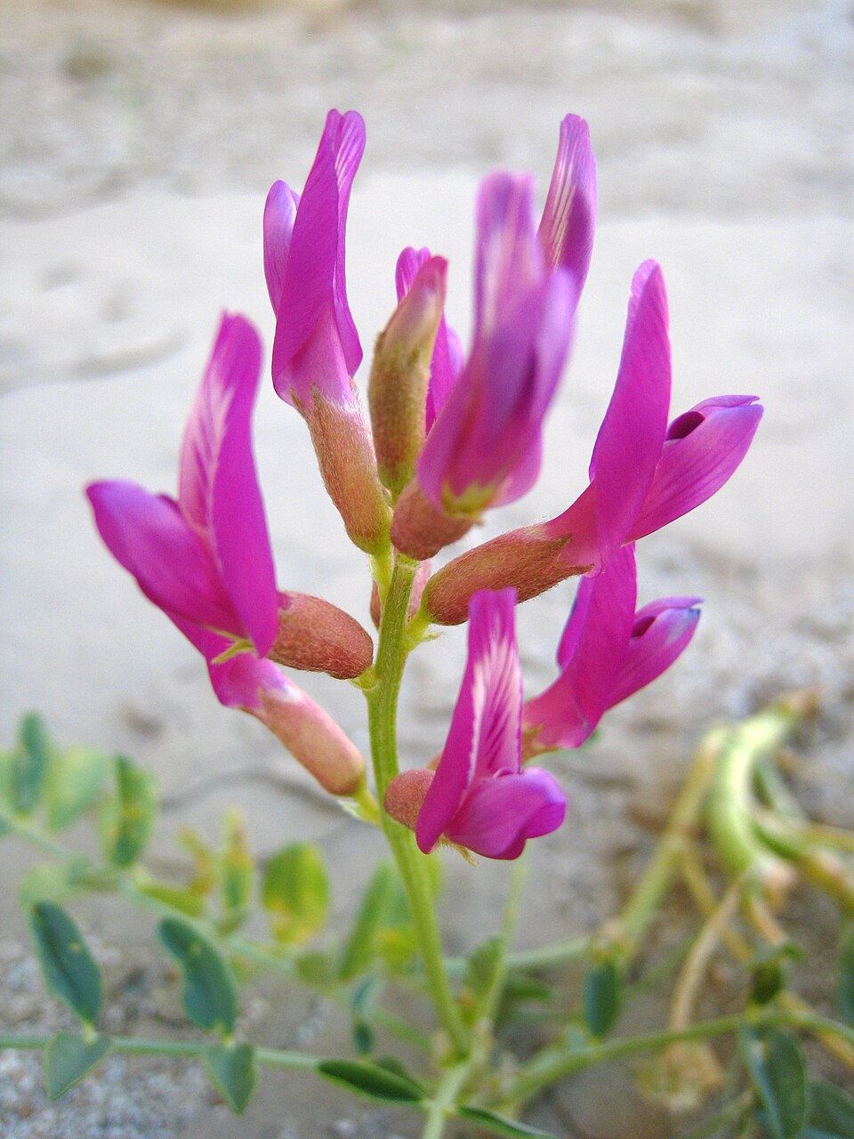 Astragalus Lavender Flower seeds for Planting - Garden Favorite, Heirloom & GMO Free Seeds for Home Garden