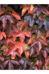 Parthenocissus Tricuspidata Seeds Flower seeds for Planting Compact Growth Heirloom & GMO Free Seeds for Home Garden 
 
 Sale