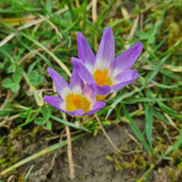Blue Yellow Crocus Flower seeds for Planting - Garden Favorite, Heirloom & GMO Free Seeds for Home Garden