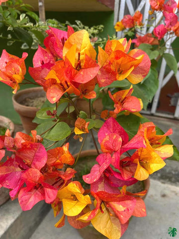 Pink (Pink Yellow) seeds for planting in home garden