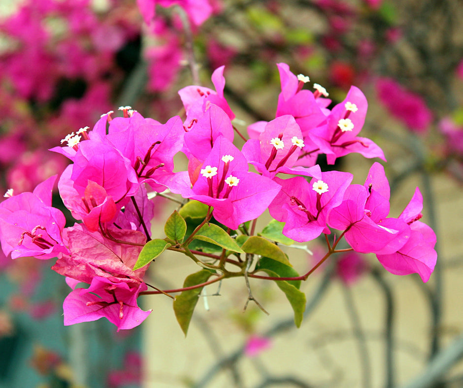 Bougainvillea Flower seeds for Planting - Low Maintenance, Heirloom & GMO Free Seeds for Home Garden