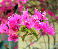 Bougainvillea Flower seeds for Planting - Low Maintenance, Heirloom & GMO Free Seeds for Home Garden
