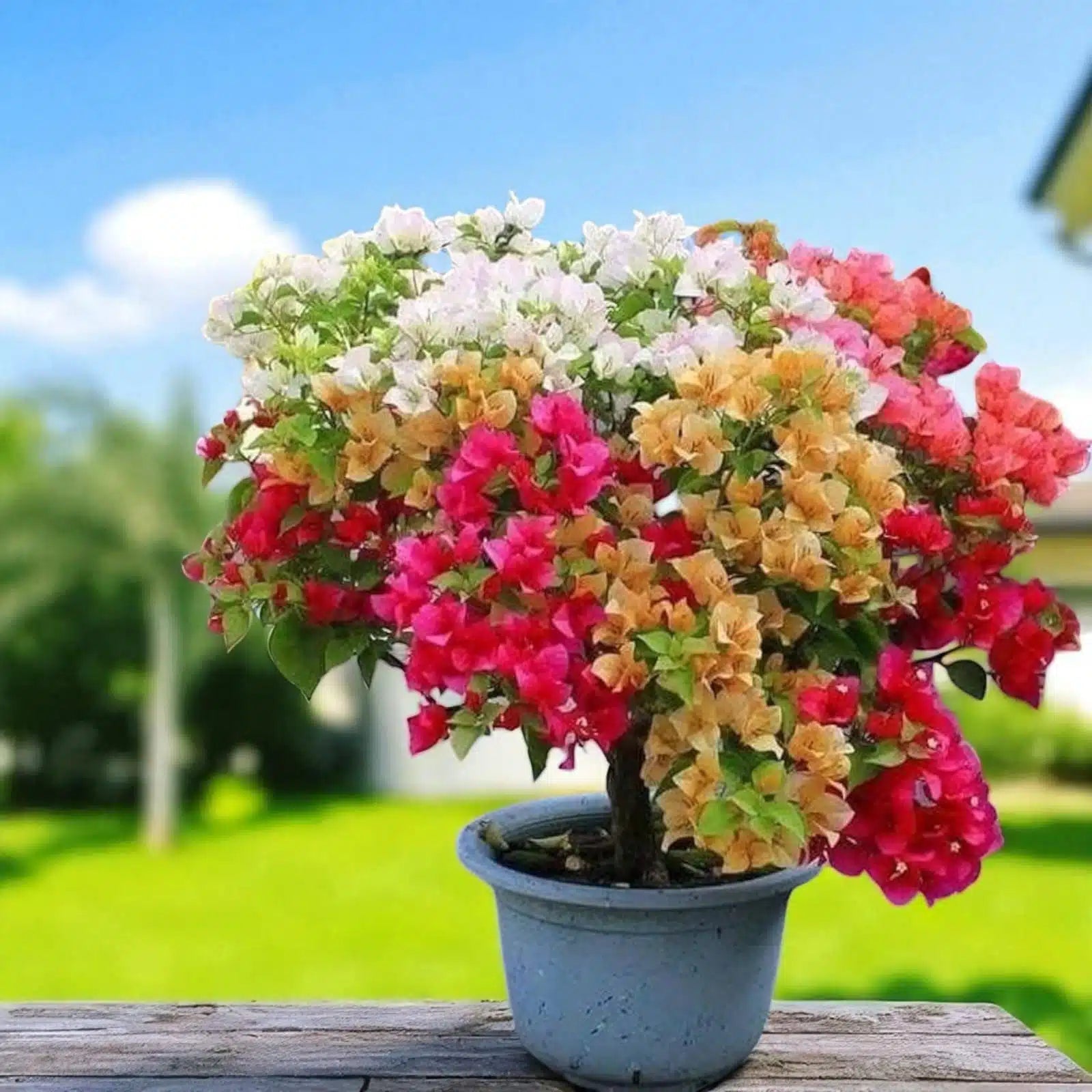 High germination bougainvillea mixed seeds