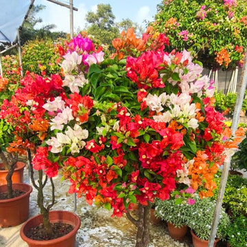 Mixed bougainvillea flowering seeds for gardens