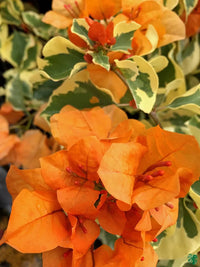 Orange Pink Bougainvillea Flower seeds for Planting Wildflower Mix Heirloom & GMO Free Seeds for Home Garden