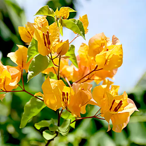 Yellow Bougainvillea Flower seeds for Planting - Pollinator Friendly, Heirloom & GMO Free Seeds for Home Garden