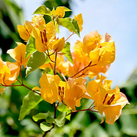 Yellow Bougainvillea Flower seeds for Planting - Pollinator Friendly, Heirloom & GMO Free Seeds for Home Garden