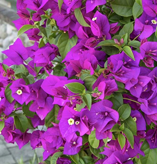 Bougainvillea Flower seeds for Planting - Compact Growth, Heirloom & GMO Free Seeds for Home Garden