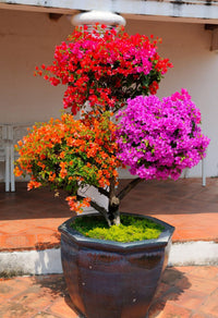 Bougainvillea Spectabilis Mix Flowers for Outdoors