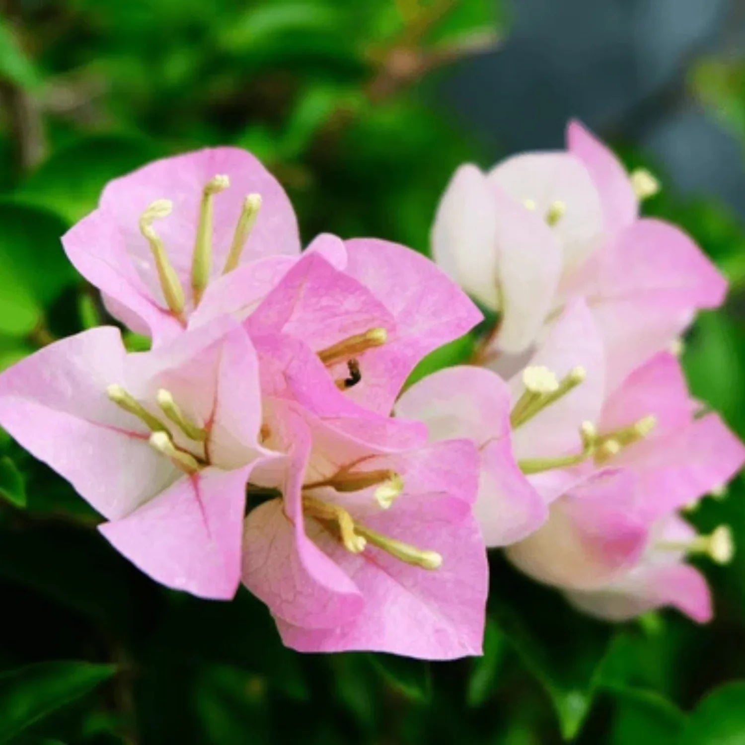 White Pink Bougainvillea Flower Seeds for Planting  Seed for Vibrant and Lush Blooms