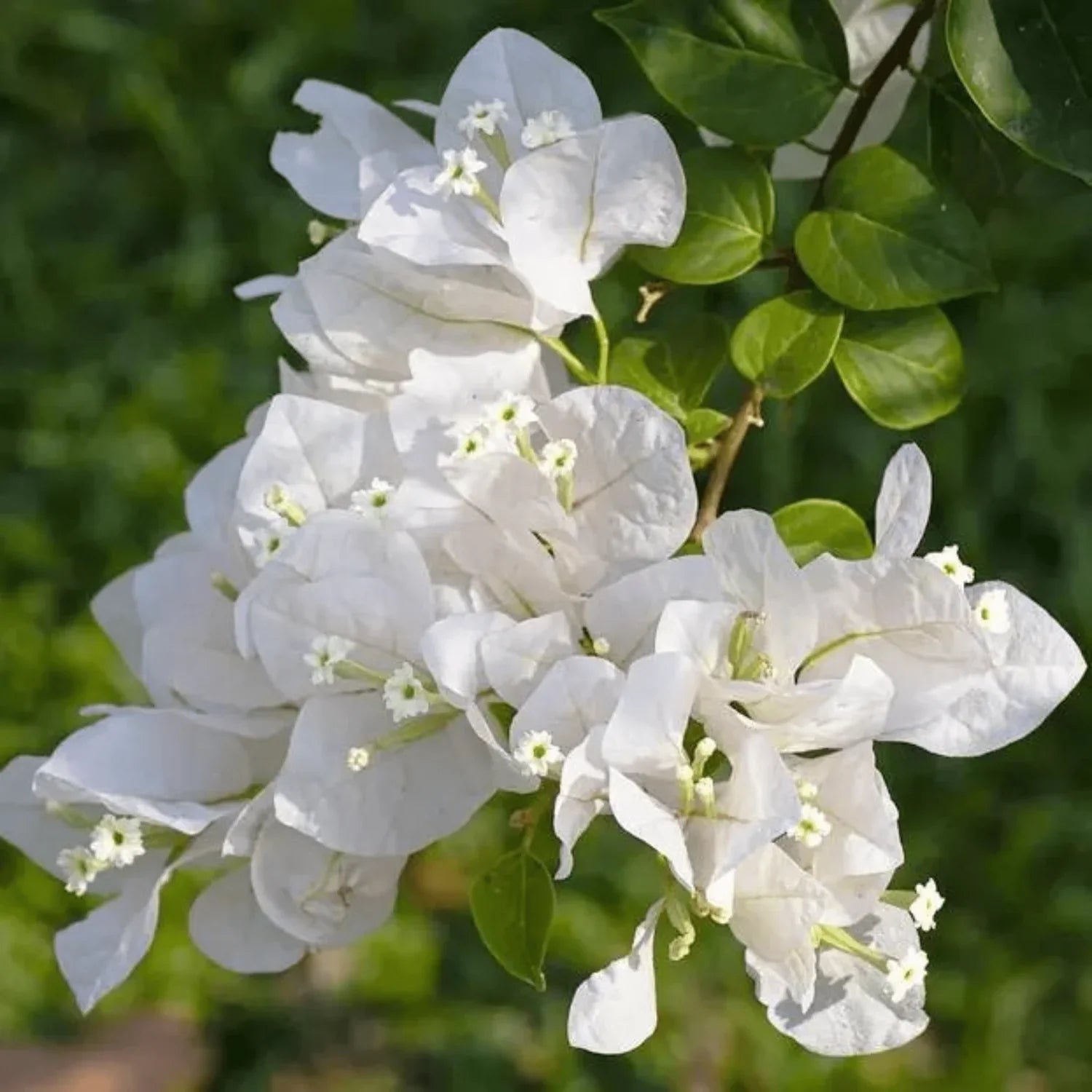 White Bougainvillea Flower Seeds for Vibrant Planting