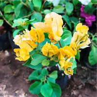 Bougainvillea Yellow Purple Flower seeds for Planting - Compact Growth, Heirloom & GMO Free Seeds for Home Garden