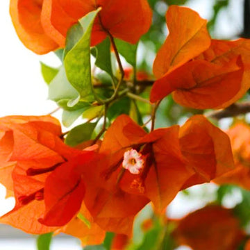 Orange Pink Bougainvillea Flower seeds for Planting Wildflower Mix Heirloom & GMO Free Seeds for Home Garden