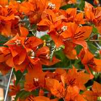 Orange Bougainvillea Flower Seeds for Planting - Vibrant Blooms for Your Garden