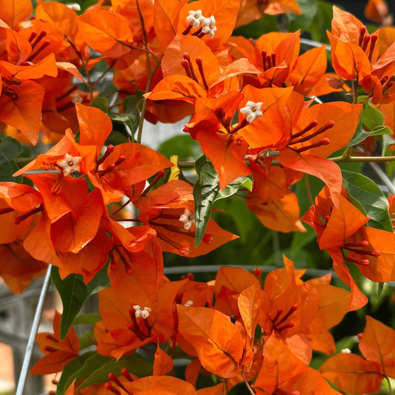 Orange Bougainvillea Flower Seeds for Planting - Vibrant Blooms for Your Garden