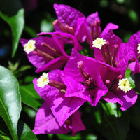 Bougainvillea Glabra s Flower seeds for Planting Cut Flower Favorite Heirloom & GMO Free Seeds for Home Garden 
 
 Sale