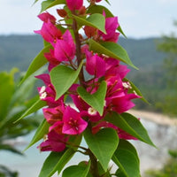 Thick Pink Bougainvillea Flower seeds for Planting - Compact Growth, Heirloom & GMO Free Seeds for Home Garden