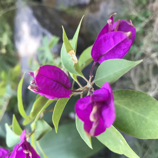 Dark Violet Bougainvillea Flower Seeds for Planting – Hardy Variety Heirloom & NonGMO Seeds for Home Garden
 
 Sale