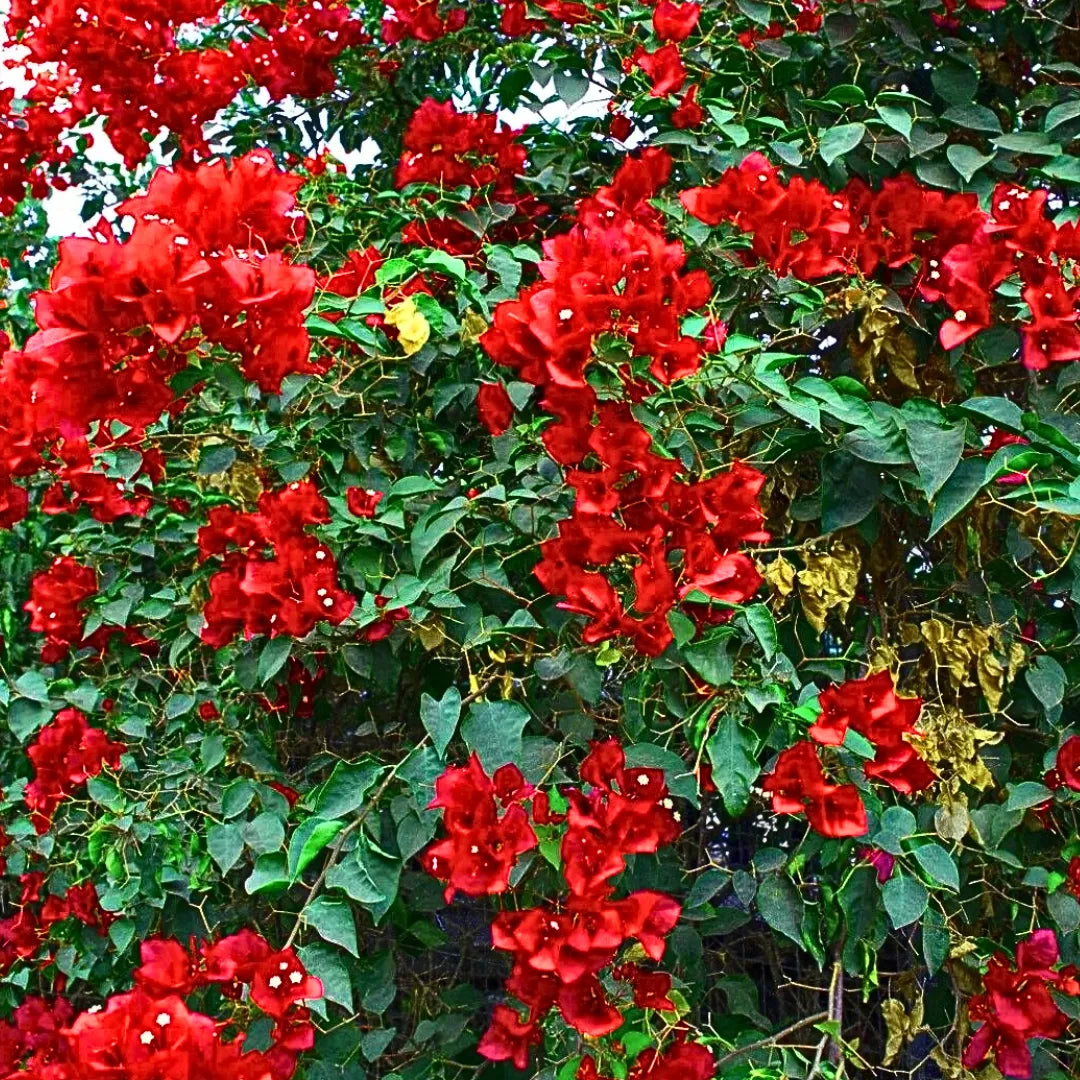 Deep Red Bougainvillea Seeds – Low Maintenance Heirloom & NonGMO for Home Gardens
 
 Sale