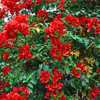 Deep Red Bougainvillea Seeds – Low Maintenance Heirloom & NonGMO for Home Gardens
 
 Sale