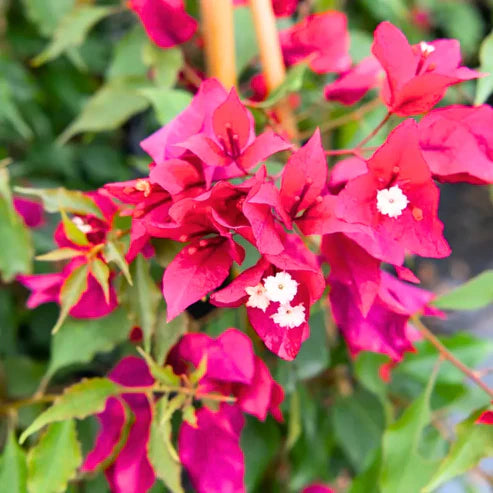Pink Bougainvillea Flower seeds for Planting - Cut Flower Favorite, Heirloom & GMO Free Seeds for Home Garden
